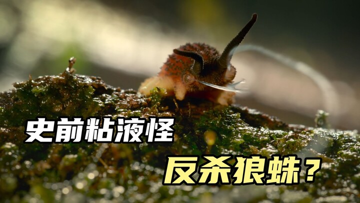 Monster lendir prasejarah ternyata bisa balas mengalahkan laba-laba serigala?