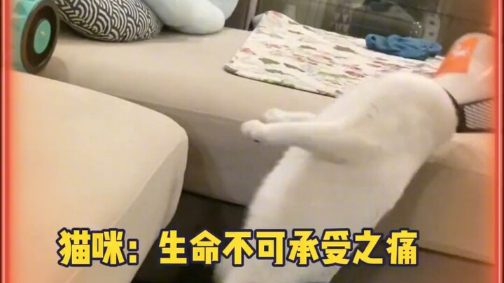 ครั้งแรกที่รู้สึกจริงๆ ว่าความเจ็บมันหนักขนาดไหนจนตูดกระดก! #น้องแมวน่ารัก #แมวหลังทำหมัน #พฤติกรรมช