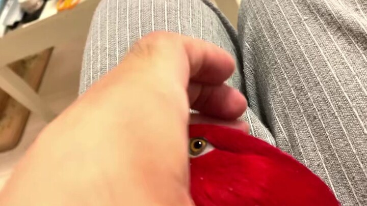 Burung merah 🍅 Gulung untuk mengisi ulang