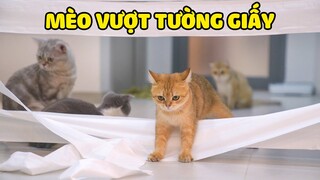 Những chú mèo cố gắng vượt qua bức tường bằng giấy | The Happy Pets #59