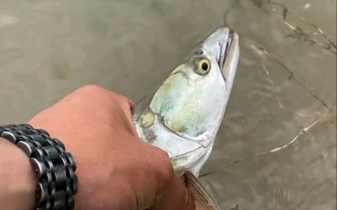 The owner of the reservoir won't let me fish, so I'll give him a fish in return for his kindness!