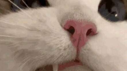 ภาพหน้าชัดของแมว ตอนนี้ถึงได้รู้แล้วว่าภาพแมวบนอินเทอร์เน็ตถ่ายกันยังไง～