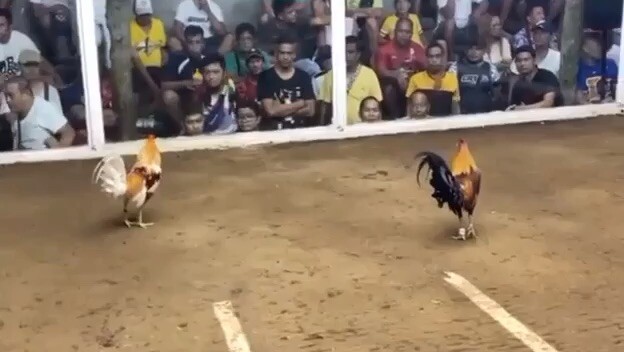 last fyt (5thfyt) sarung banggui 5stag derby