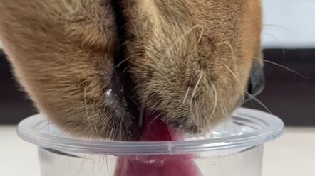This is how dogs actually drink water