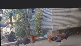 galing nang manok nila