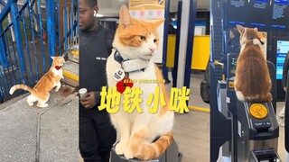 🚇 每天准时到地铁站上班的勤劳小猫