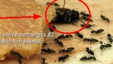 Koloni semut pemangsa (ant indonesia) dunia binatang