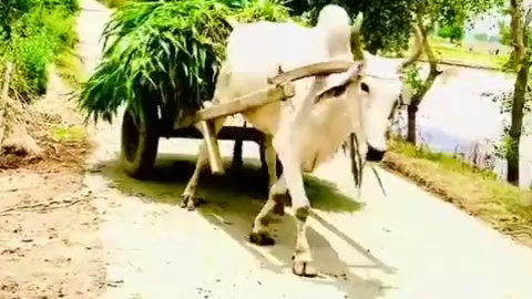 Syukur