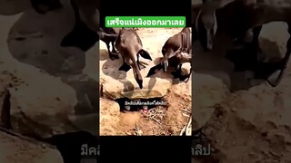 เสร็จแน่เมิง ออกมาเลย