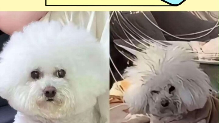 Young Master: All this “good behavior” is just an act. Once I get back, I’m gonna chew on the master