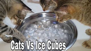 Cat Vs Ice Cubes