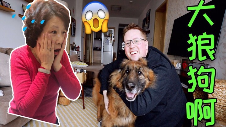 我中国岳母吓死了，我领养了一条15岁的德国大型牧羊犬！