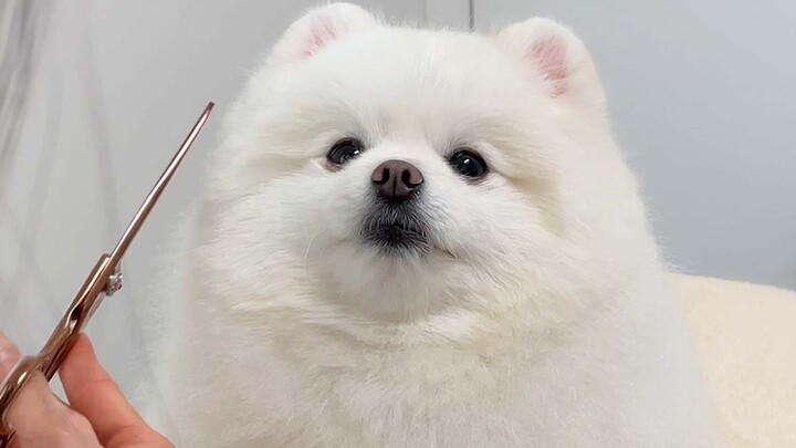 First time trying a pet grooming salon—my dog’s reaction was unexpected!