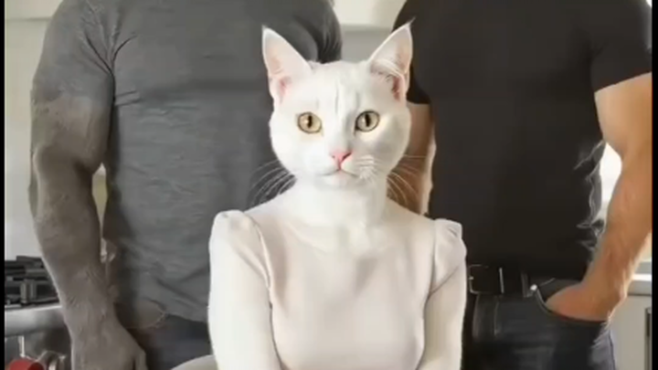 แมวเลี้ยงแกะ