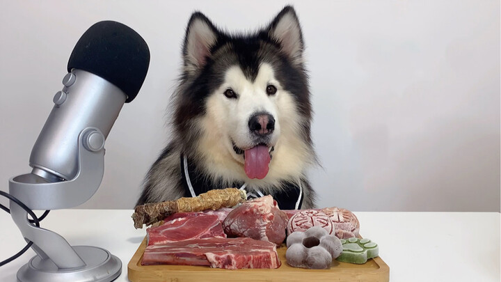 ASMR | Dog Reviewing Different Types Of Food