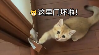 Some kitties have etiquette ingrained into their bones!