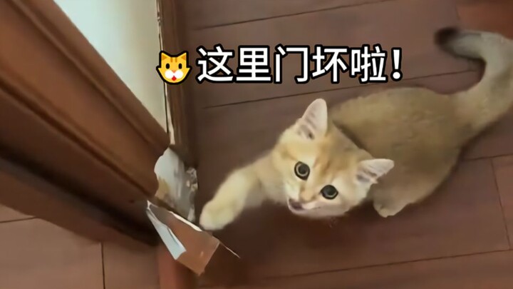 有些小猫已经把礼节刻进了骨子里！