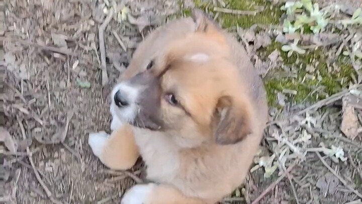 The innate nature of a farm dog is to keep you company; in the fields, it will just stay by your sid