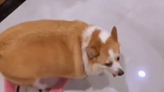 [Funny] Những khoảnh khắc hài hước của bọn Corgi mông bự