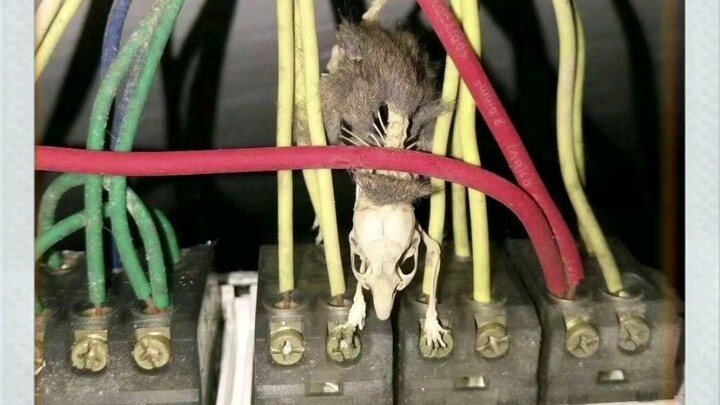 اليسار صفر، اليمين نار، لي غونغ ساعدني!