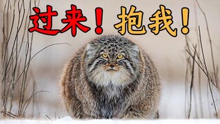敢 抱 吗？毁 容 要 你 命 那 种！