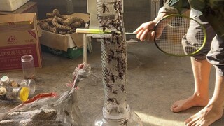 金环虎头蜂泡酒
