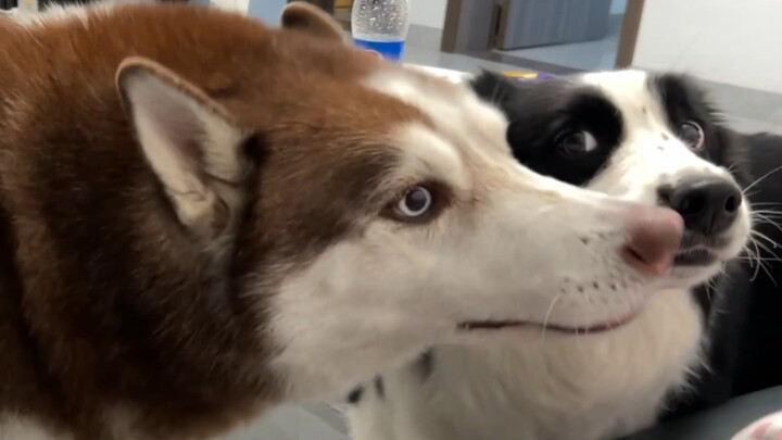 Just as you step out of the bathroom, your dog demands: “Hand over the food!”