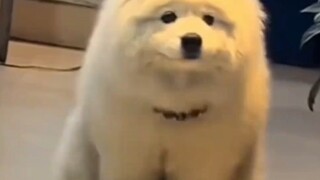 耶耶：怪我咯我又没说我是流浪狗