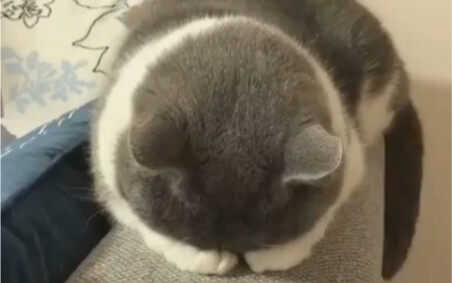 A well-rounded little chubby cutie ♥(ˆ⌣ˆԅ)