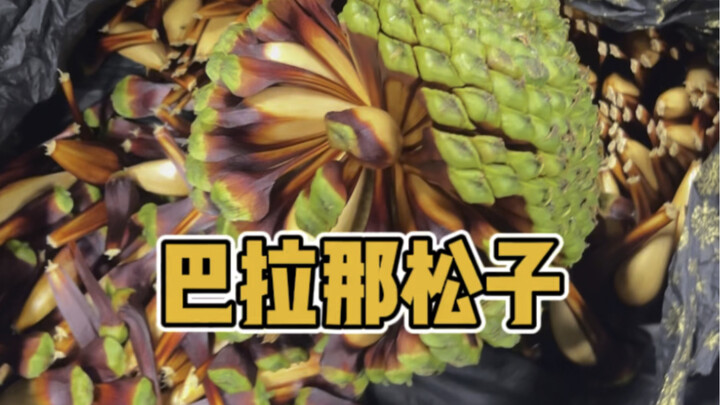 Apakah ini kacang pinus terbesar di dunia?