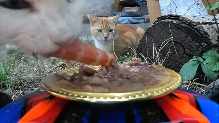 รวมคลิปให้อาหารสัตว์จรจัด