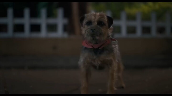 Strays watch Full Movie : Link In Description