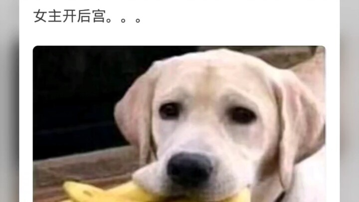 Mengapa belakangan ini situs novel resmi melarang tokoh utama perempuan memiliki harem, sementara to