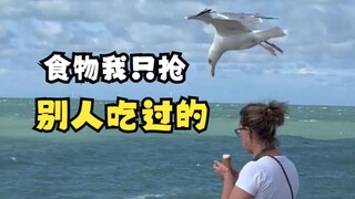 海鸥又出来偷东西了！