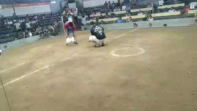 talo @roligon