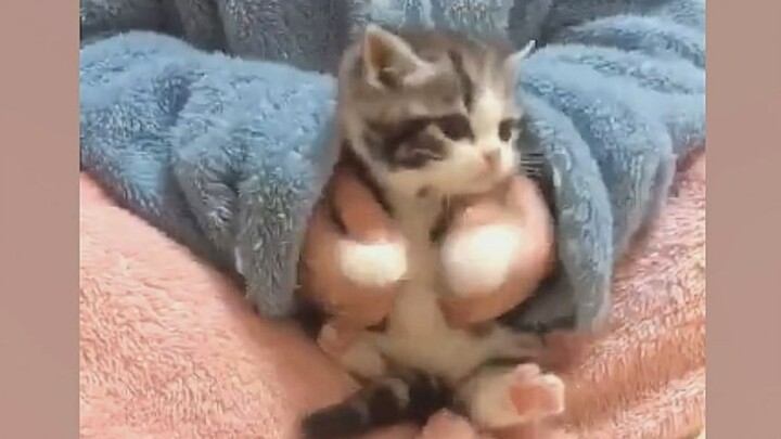 “This… this is just too cute!”