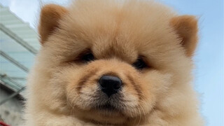 ไปเดินตลาดสัตว์เลี้ยงแล้วเจอ "โกลเด้นรีทรีฟเวอร์" ขนเยอะตัวใหญ่แบบนี้ คุณพี่สาวจะแต่งงานแล้ว ทำเอาฉั