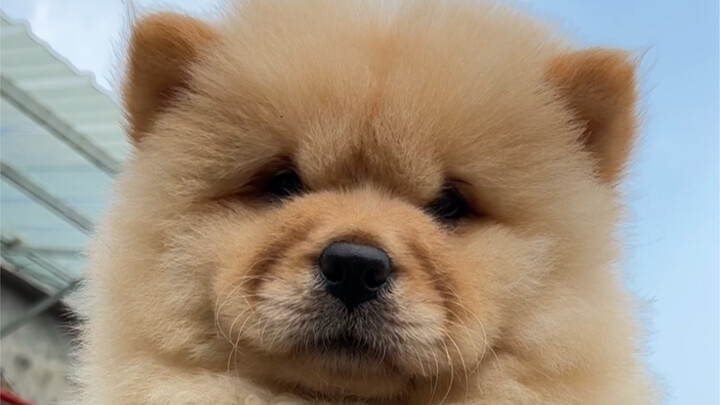 ไปเดินตลาดสัตว์เลี้ยงแล้วเจอ "โกลเด้นรีทรีฟเวอร์" ขนเยอะตัวใหญ่แบบนี้ คุณพี่สาวจะแต่งงานแล้ว ทำเอาฉั