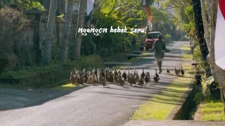 ngangon bebek dibulan agustus seru juga!