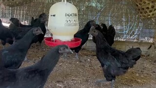 时运不可预测，富贵并非恒定，生死自有定数，人生本来就无常！干饭喽