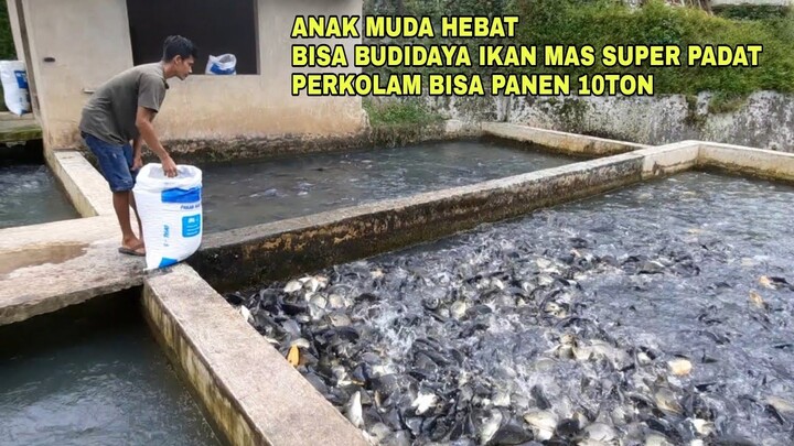 ANAK MUDA HEBAT, BISA BUDIDAYA IKAN MAS SUPER PADAT PERKOLAM BISA PANEN 10TON