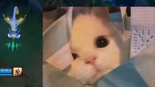 Yuumi thực sự nghĩ rằng cô ấy có thể đánh bại một con mèo?