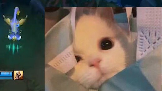 Does Yuumi really think she can beat a cat?