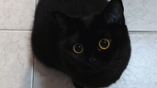 Satan Blackfluff is looking up and staring at you.