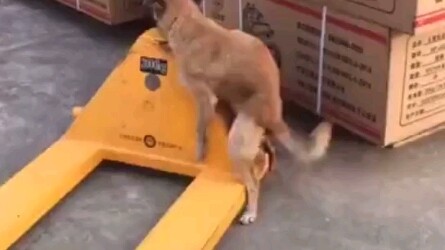 Brother Dao penetrates steel