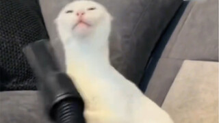 Kucing: Sepertinya dicium paksa