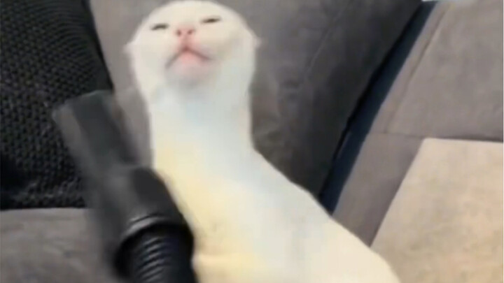 แมว: ดูเหมือนจะถูกจูบโดยไม่เต็มใจ