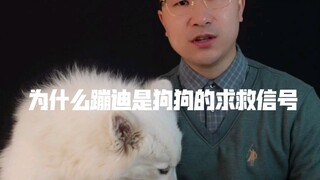 为什么蹦迪是狗狗的求救信号？发现这类行为，铲屎官们需注意了！