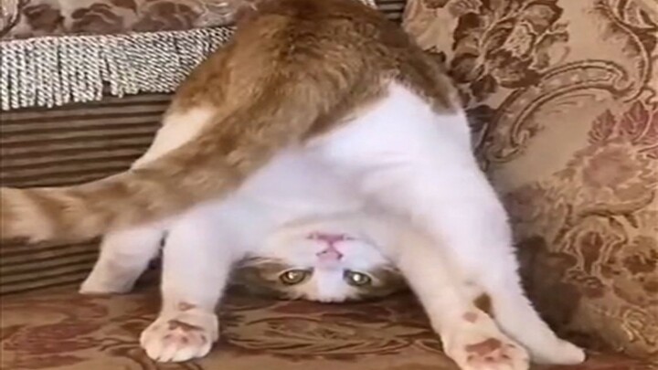 [Animals]Cute and lovely animals