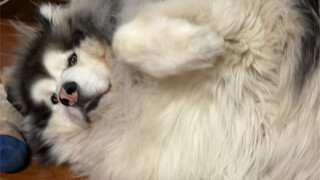 Benefits of raising a dog during pregnancy